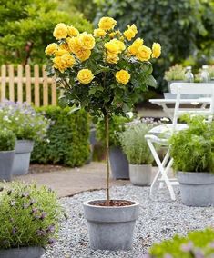 a potted plant with yellow flowers in it on gravel area next to chairs and table