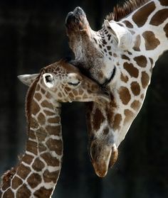 two giraffes standing next to each other with their heads touching noses together