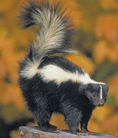 a black and white striped animal standing on top of a tree stump in front of yellow leaves