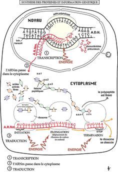 a diagram showing the structure and functions of an animal cell