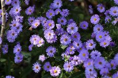 purple flowers are blooming in the garden