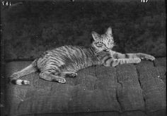 black and white photograph of a cat laying on a couch