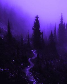 a trail winds through the foggy forest