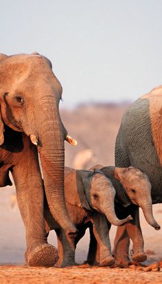 two adult elephants and one baby elephant walking together in the desert with other elephants behind them