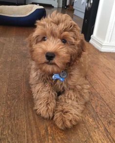 a small brown dog sitting on top of a wooden floor