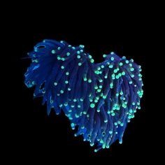 a heart shaped object with blue and green dots on it's body, against a black background