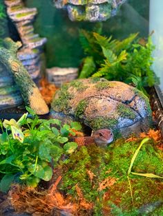 African Fat Tail Gecko Bio Active Vivarium African Fat Tailed Gecko Enclosure, Bio Active Leopard Gecko Tank, Geko Terrarium, Leapord Gecko Habitat Ideas, African Fat Tailed Gecko, Lizard Cage