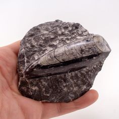 a hand holding a rock with a fossil embedded in it