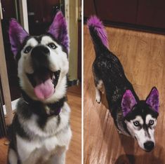 two pictures of a husky dog with purple hair