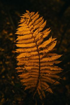 a close up view of a yellow fern in the night time with its light shining on it's leaves