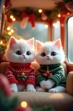 two white cats dressed in sweaters sitting next to each other