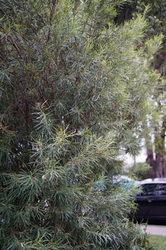 a car parked on the side of a road next to a tree