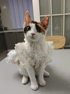 a white and brown cat wearing a dress on top of a table next to a window