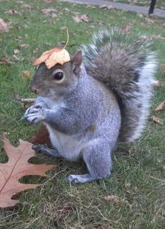 a squirrel with a leaf on its head