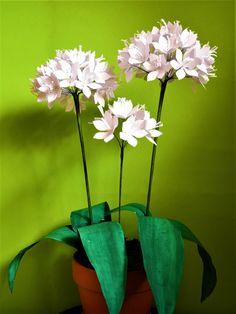 three white flowers in a pot on a table