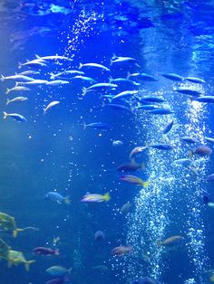 an aquarium filled with lots of different colored fish