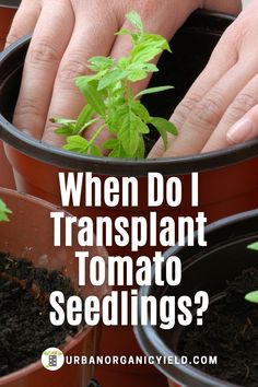 Growing Tomatillos, Cucumber Seedlings, Plant Bed, Growing Tomatoes From Seed, Vegetable Planting, Tips For Growing Tomatoes, Growing Vegetables In Pots, Starting Seeds, Tomato Seedlings