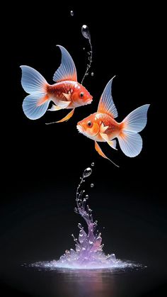 two goldfish jumping out of the water to each other with their tails splaying