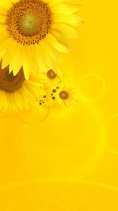 two yellow sunflowers on a bright yellow background