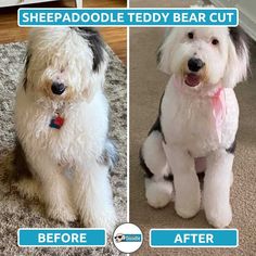 before and after photos of a dog grooming his fur with sheeppaddle teddy bear cut