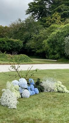 some blue and green plants in the middle of a grassy area with trees in the background