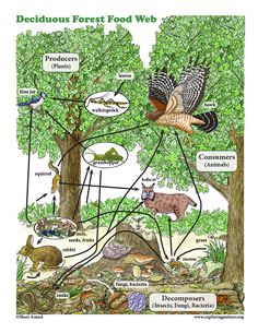 the food web is shown with animals and other things in its environment, including trees