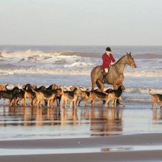 a man riding on the back of a brown horse next to a herd of dogs