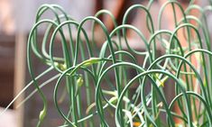 some green plants with long thin stems in the center and yellow flowers on each side