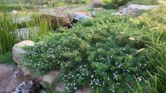 small white flowers are growing on the rocks