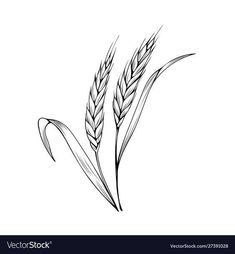 an ear of wheat on a white background