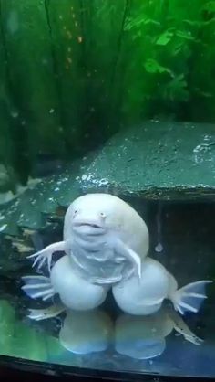 an animal that is sitting in the water