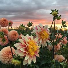 flowers are blooming in the field at sunset