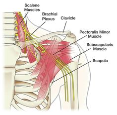 the muscles are labeled in red and yellow