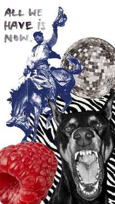 an image of a dog with its mouth open next to a disco ball and raspberries