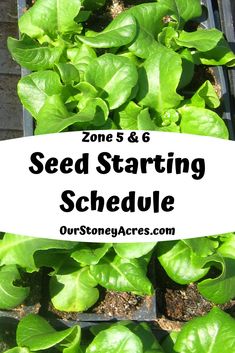 seed starting schedule with green plants growing in the ground and text overlay reading zone 5 & 6