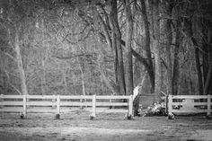 black and white photograph of horse in fenced area