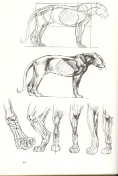 three different types of horses are shown in this drawing technique, including the horse's legs