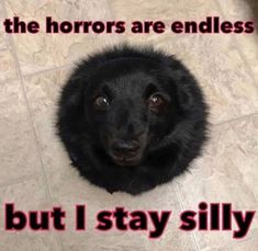 a black dog sitting on top of a tile floor next to a sign that says, the horrors are endless but i stay silly