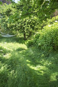 an empty hammock in the middle of a grassy area with trees and bushes