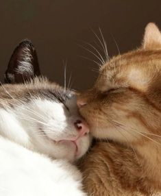 an orange and white cat laying next to another cat with its head on the other side of it's face