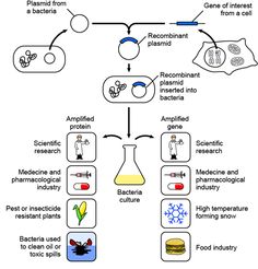 a diagram showing the different types of plants and animals