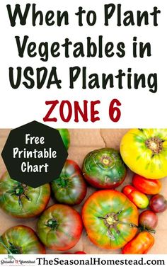 tomatoes and peppers with text that reads when to plant vegetables in usa planting zone 6