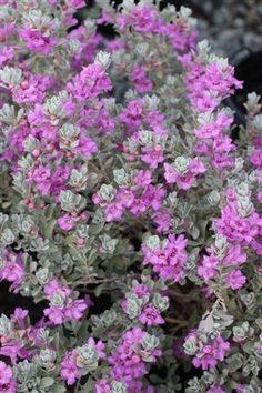 small purple flowers blooming in the garden