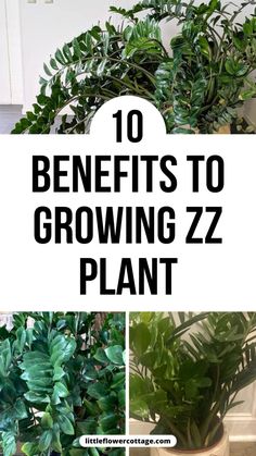 some plants that are growing in a pot with the words 10 benefits to growing zz plant