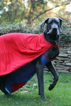 a black dog wearing a red and blue cape on it's back in the grass