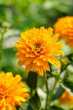 yellow flowers with green leaves in the background