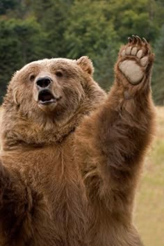 a large brown bear standing on its hind legs with his paw up in the air