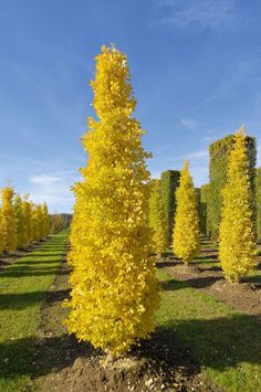 yellow trees in the middle of an open field