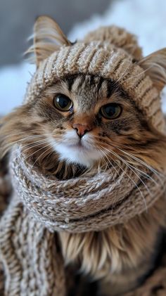 a cat wearing a knitted hat and scarf