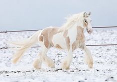 a brown and white horse running in the snow